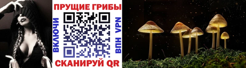 Купить  Томск  Галлюциногенные грибы мицелий 